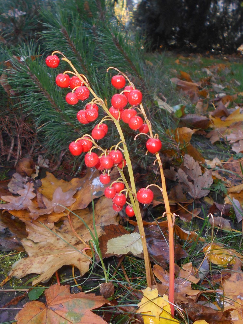 European Lily Of The Valley photo 6