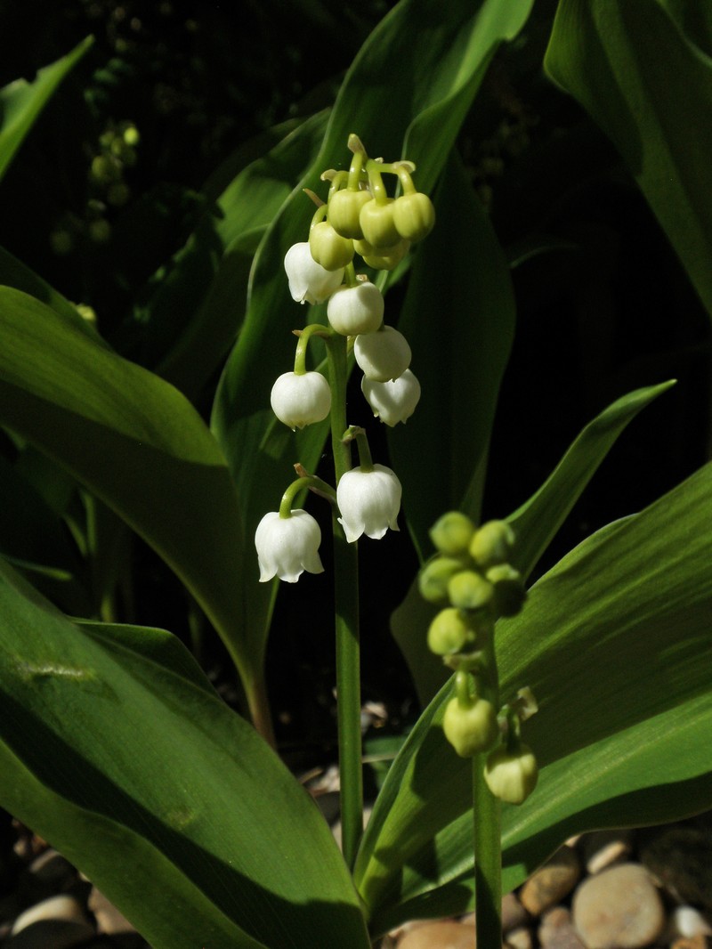 European Lily Of The Valley photo 7