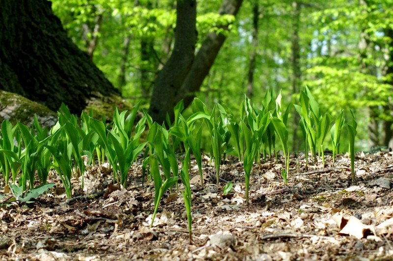 European Lily Of The Valley photo 8