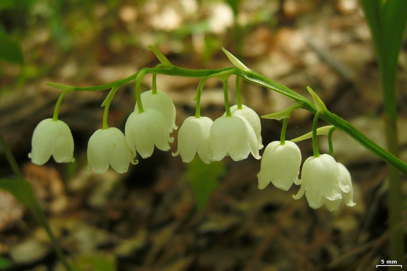 American Lily-Of-The-Valley