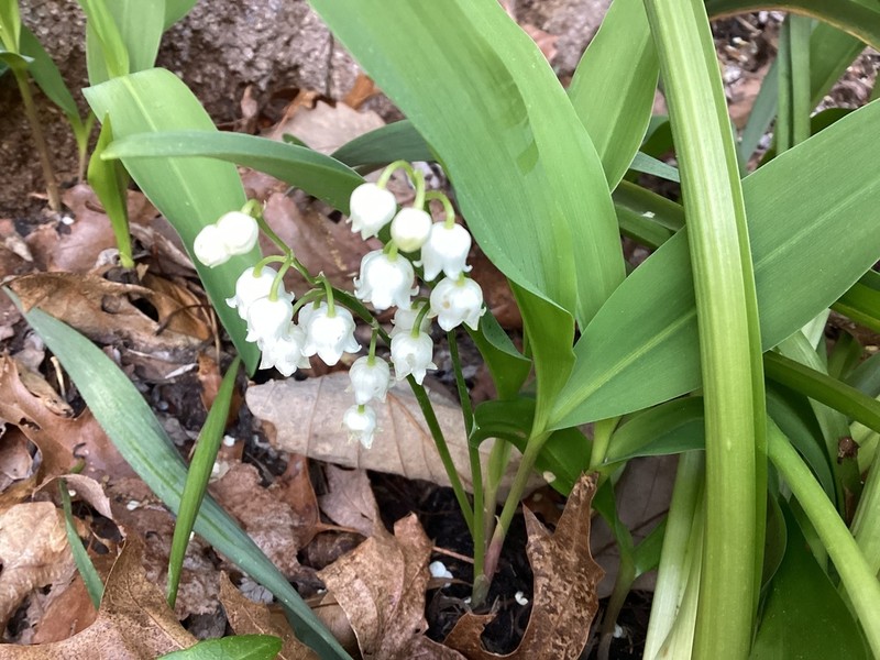 American Lily-Of-The-Valley