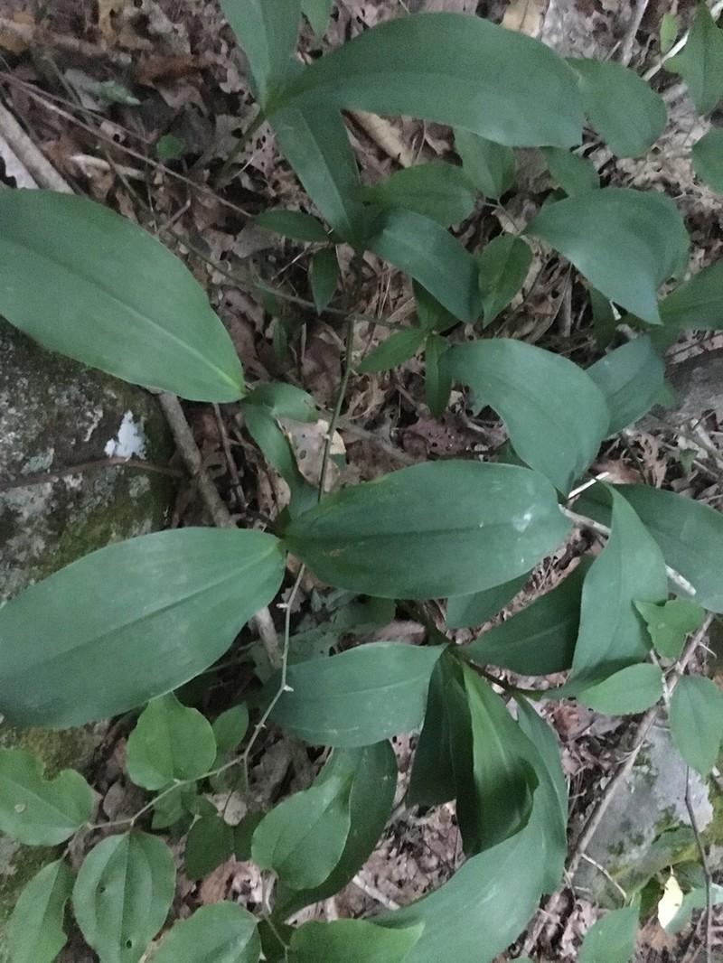 American Lily-Of-The-Valley photo 2