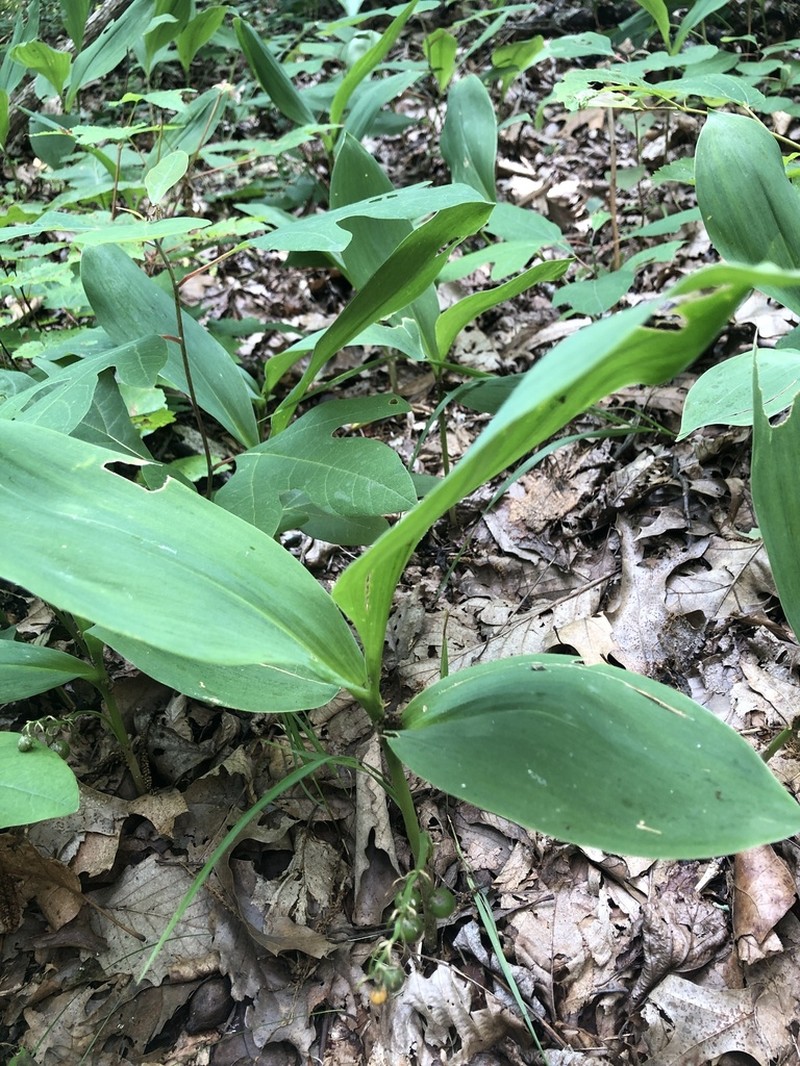 American Lily-Of-The-Valley photo 3