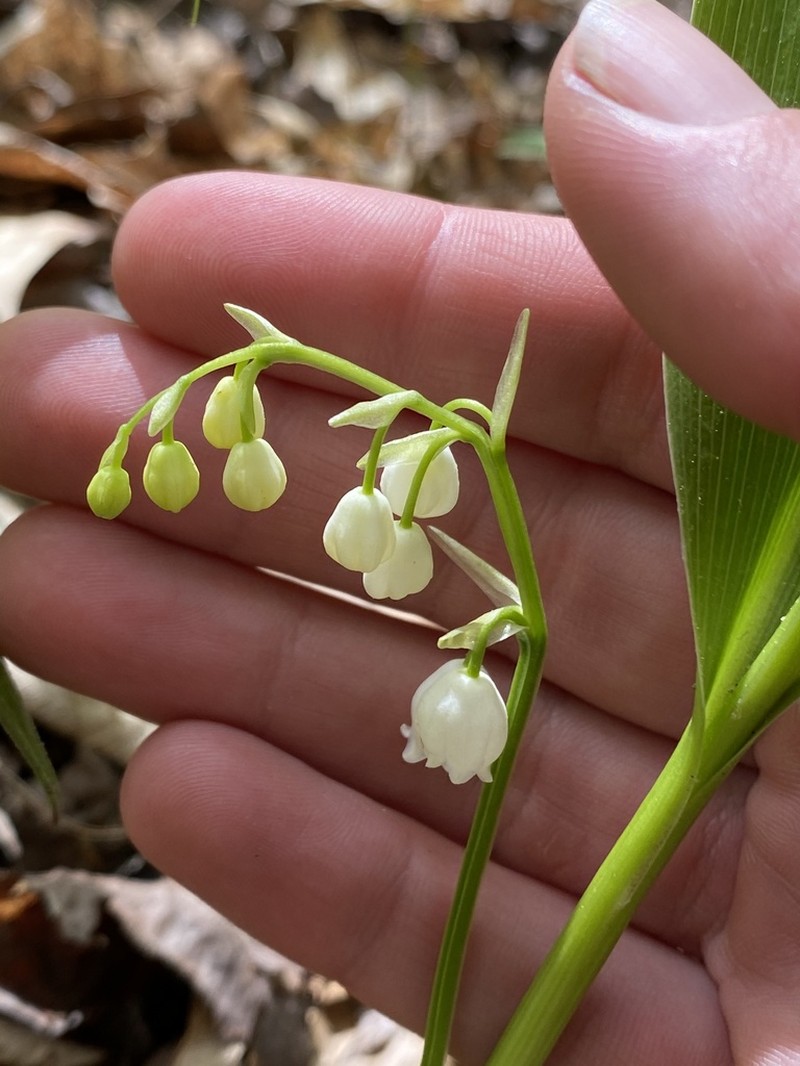 American Lily-Of-The-Valley photo 4