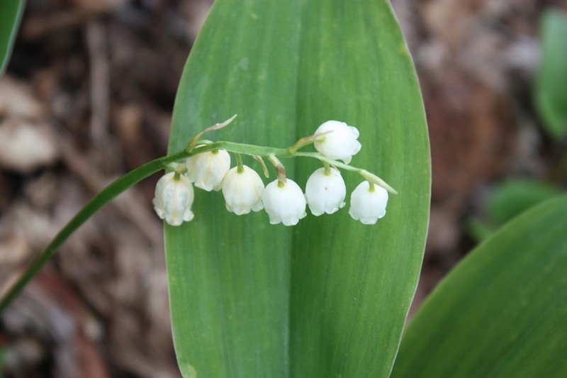 American Lily-Of-The-Valley photo 5