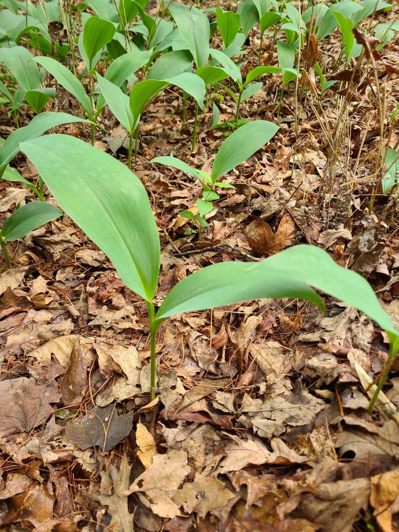 American Lily-Of-The-Valley photo 6