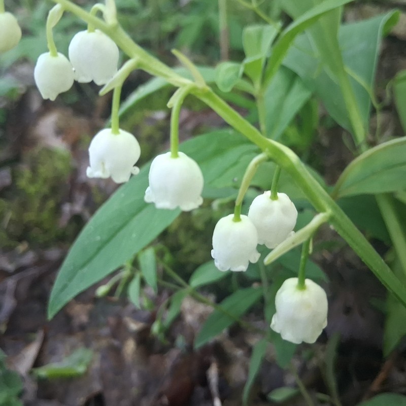 American Lily-Of-The-Valley photo 7