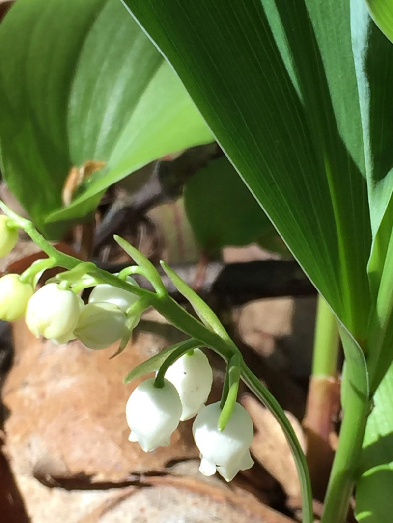 American Lily-Of-The-Valley photo 8