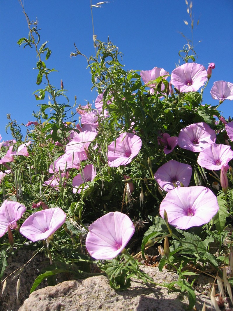 Mallow Bindweed