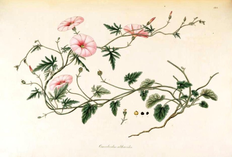 Mallow Bindweed photo 2