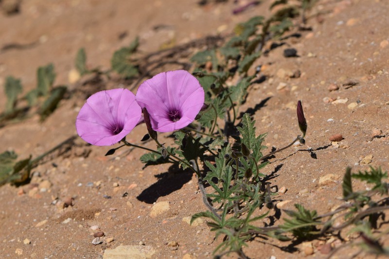 Mallow Bindweed photo 3