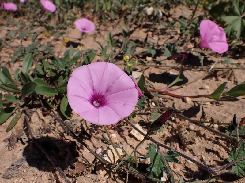 Mallow Bindweed photo 4