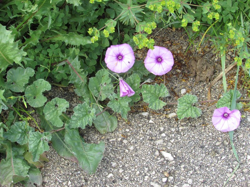 Mallow Bindweed photo 5