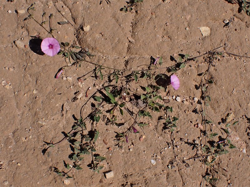 Mallow Bindweed photo 6