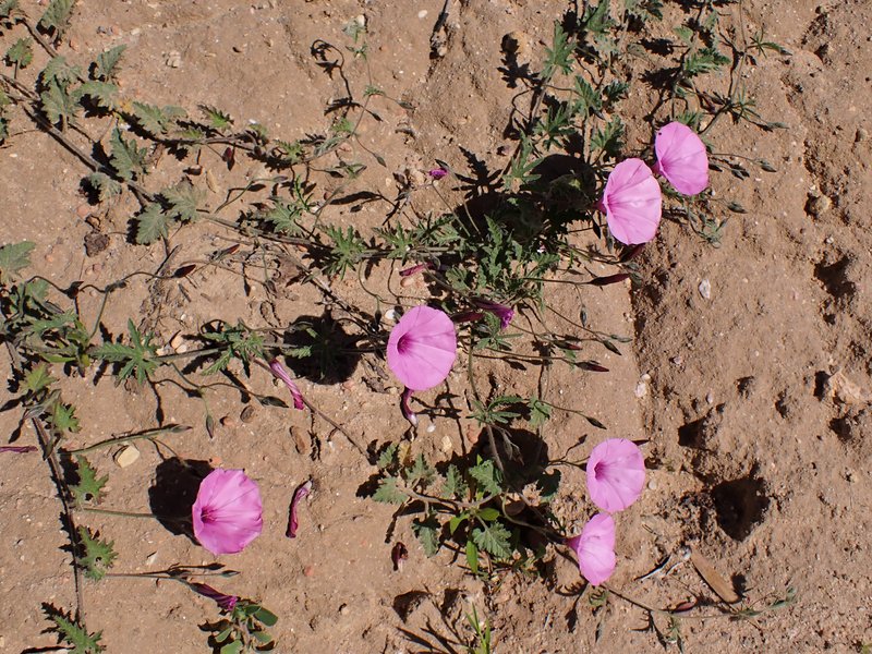 Mallow Bindweed photo 7