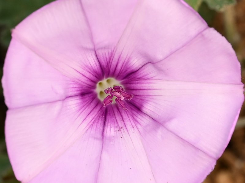 Mallow Bindweed photo 8