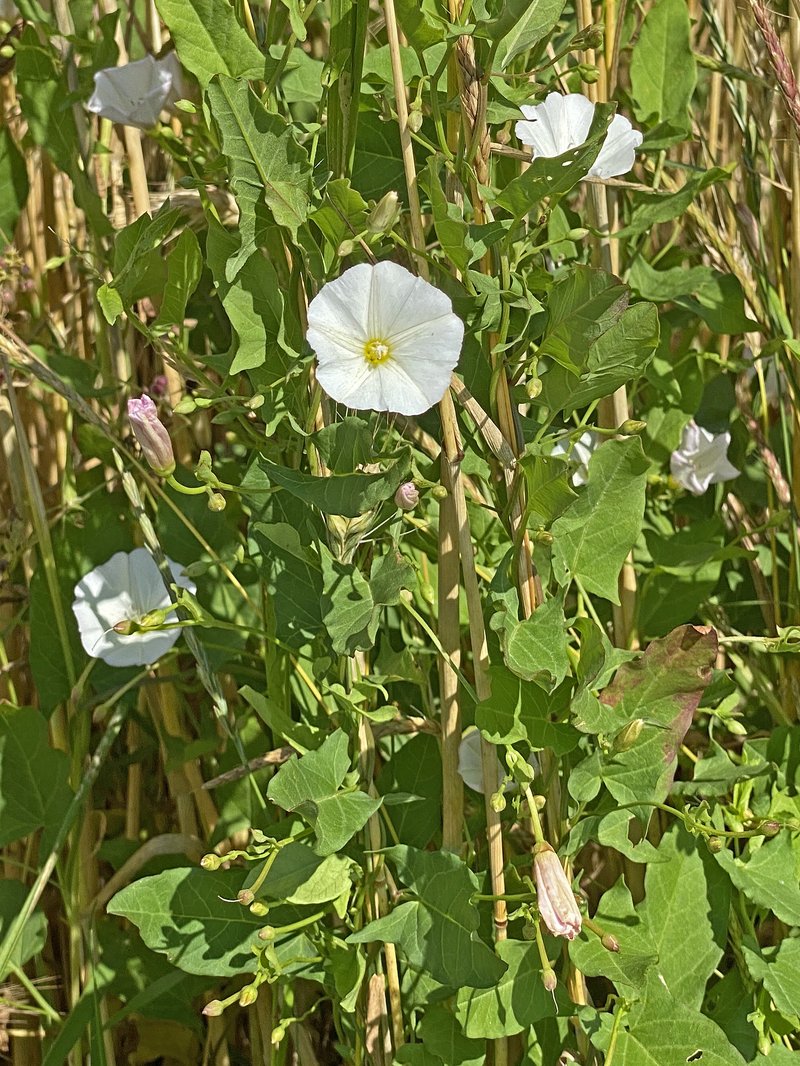 Field Bindweed photo 2