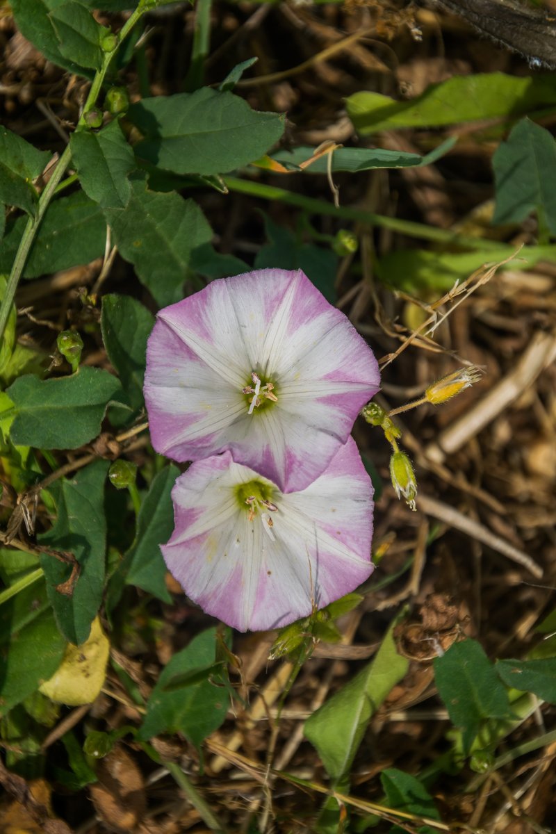 Field Bindweed photo 3