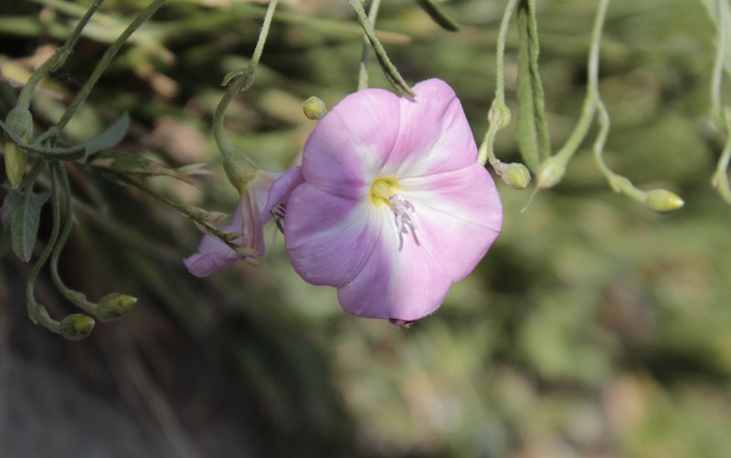 Field Bindweed photo 4