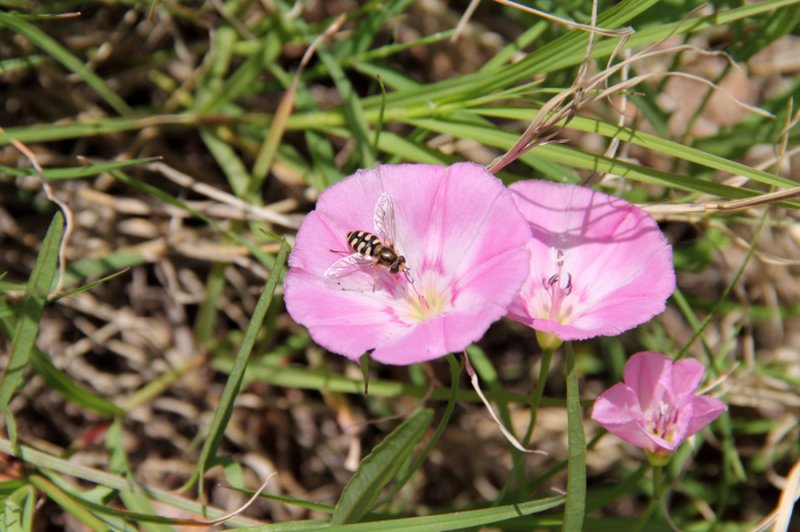 Field Bindweed photo 5