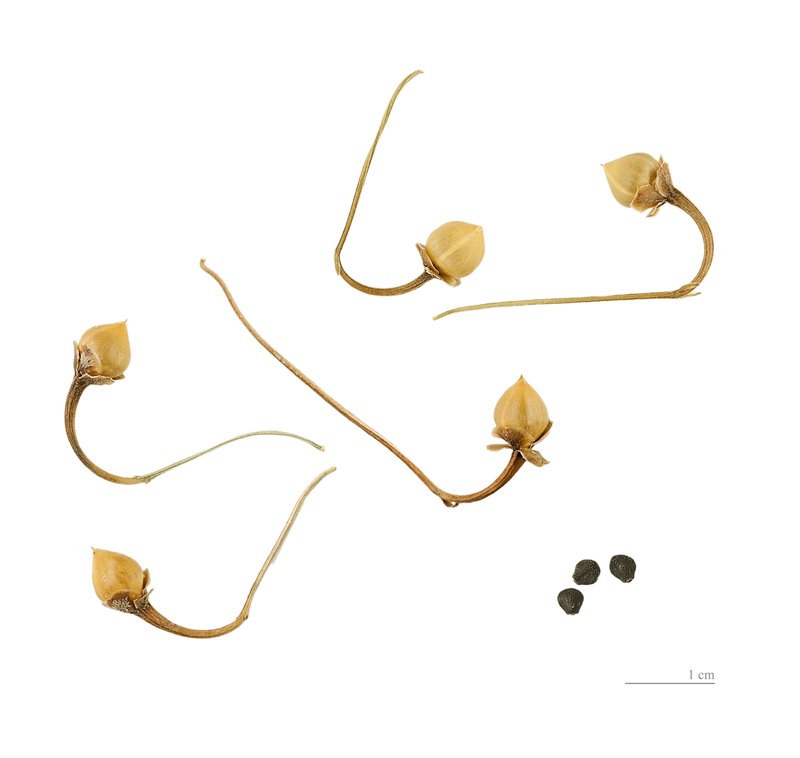 Field Bindweed photo 6