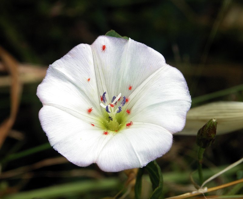 Field Bindweed photo 7