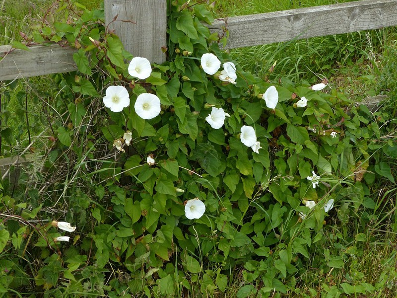 Field Bindweed photo 8