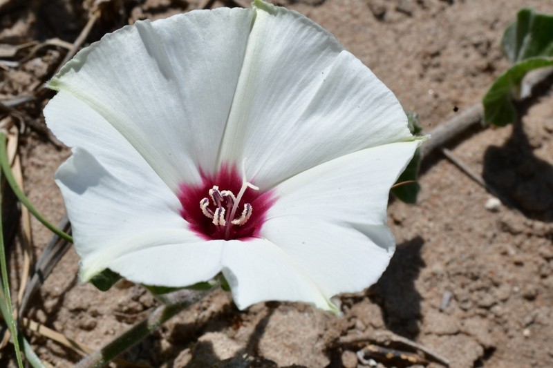 Convolvulus carrii photo 3