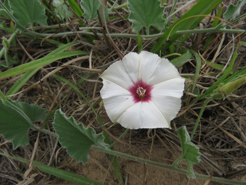 Convolvulus carrii photo 4