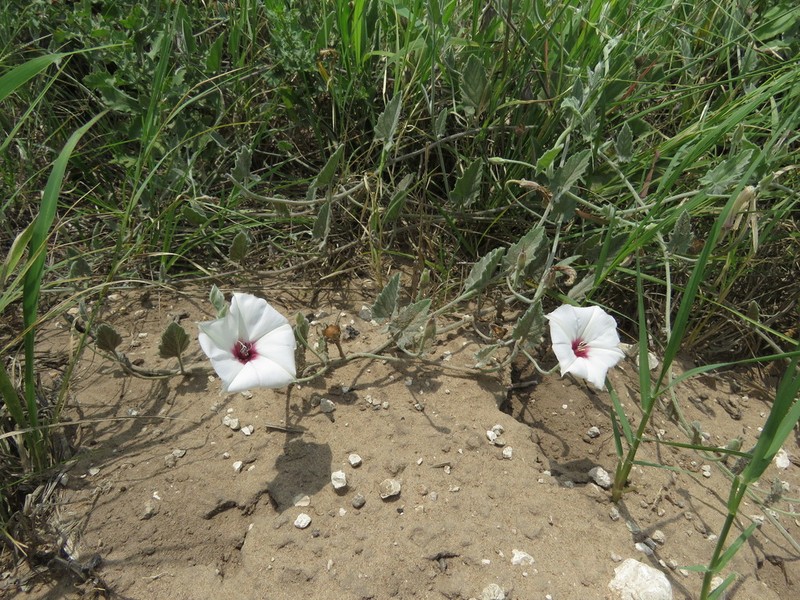 Convolvulus carrii photo 5