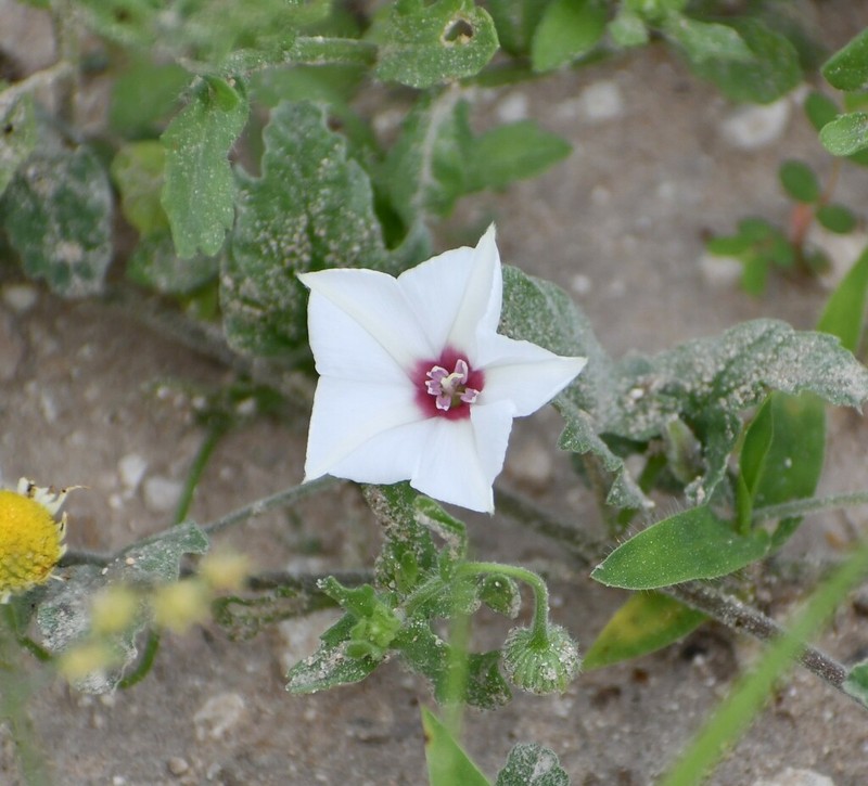 Convolvulus carrii photo 6