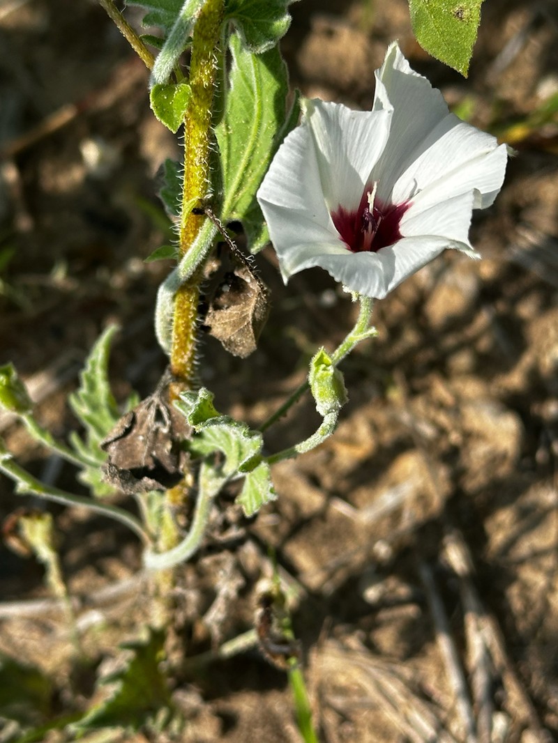 Convolvulus carrii photo 8