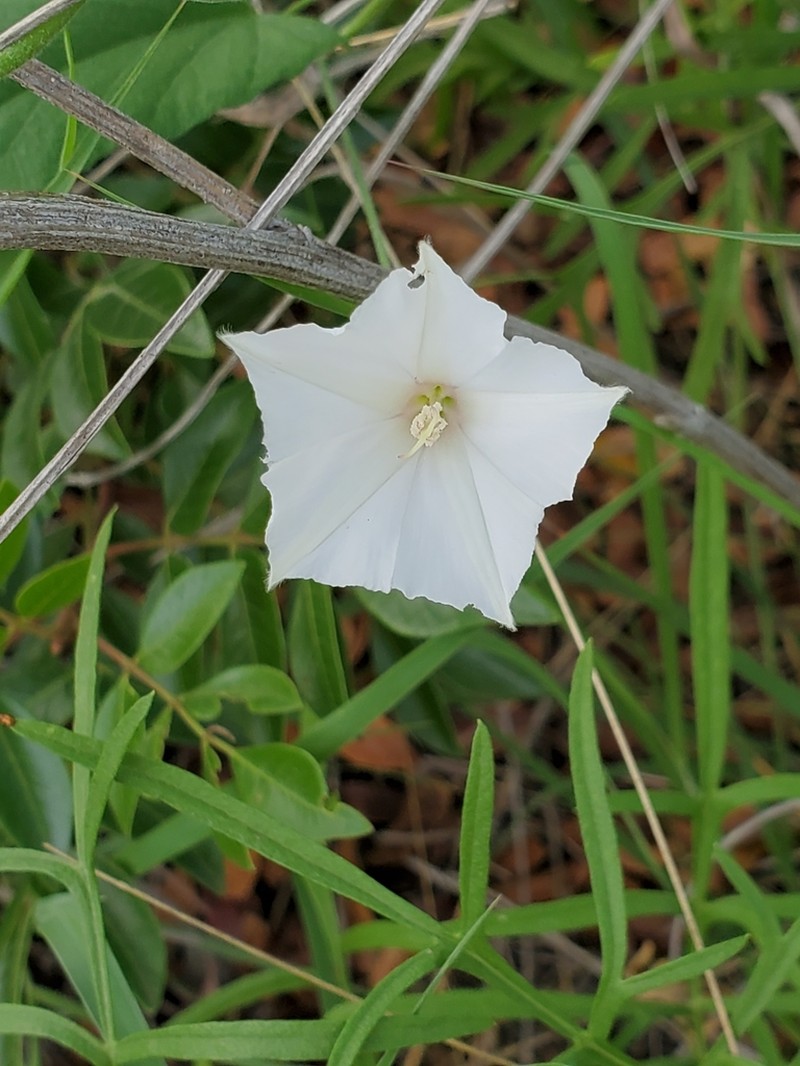 Convolvulus crenatifolius