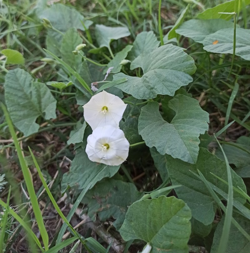 Convolvulus crenatifolius photo 2