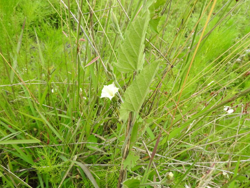 Convolvulus crenatifolius photo 4