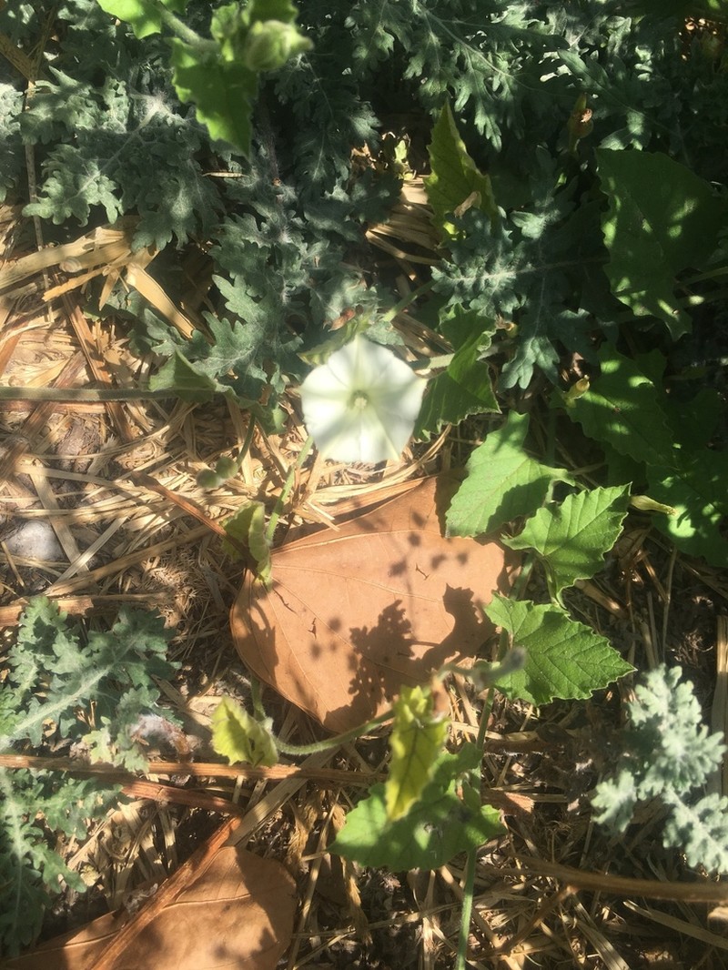 Convolvulus crenatifolius photo 5