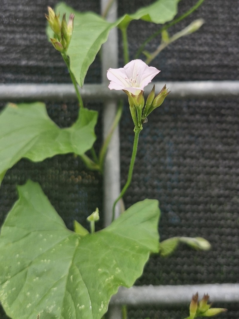 Convolvulus crenatifolius photo 6