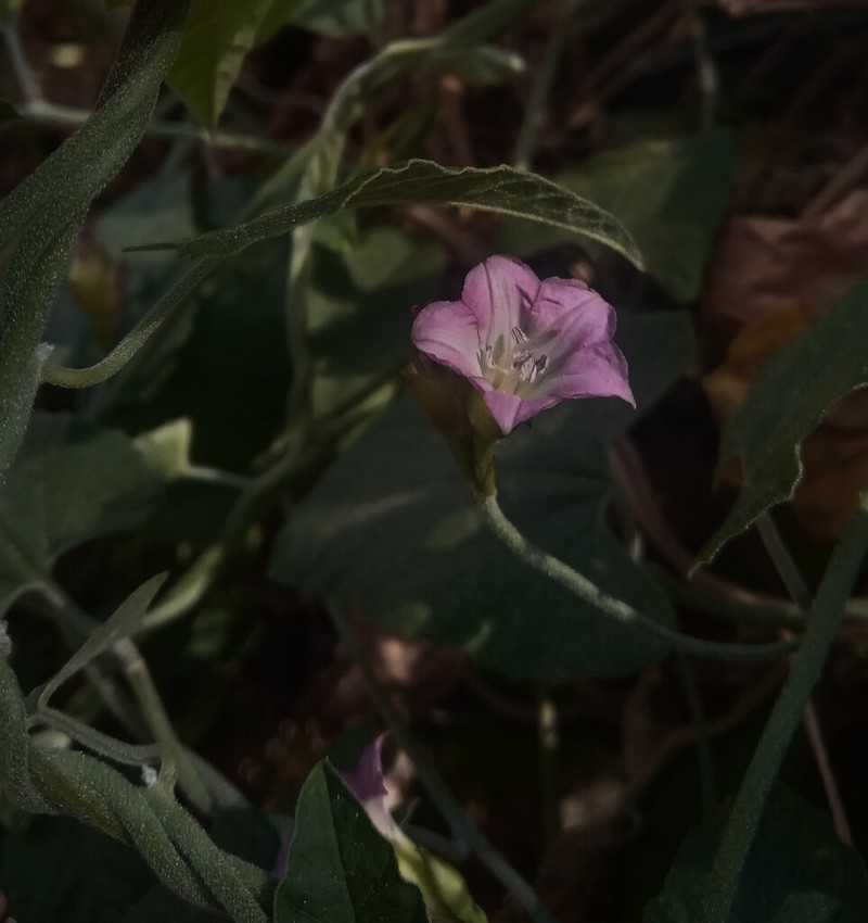 Convolvulus crenatifolius photo 8