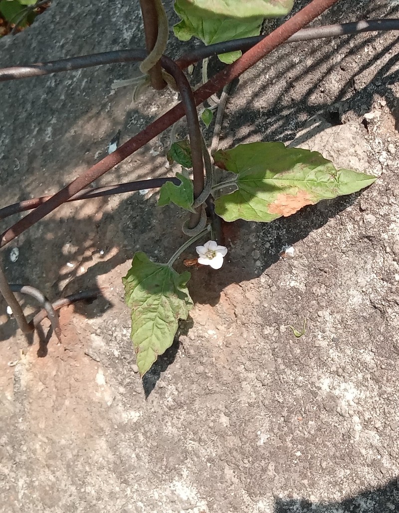Convolvulus crenatifolius subsp. crenatifolius