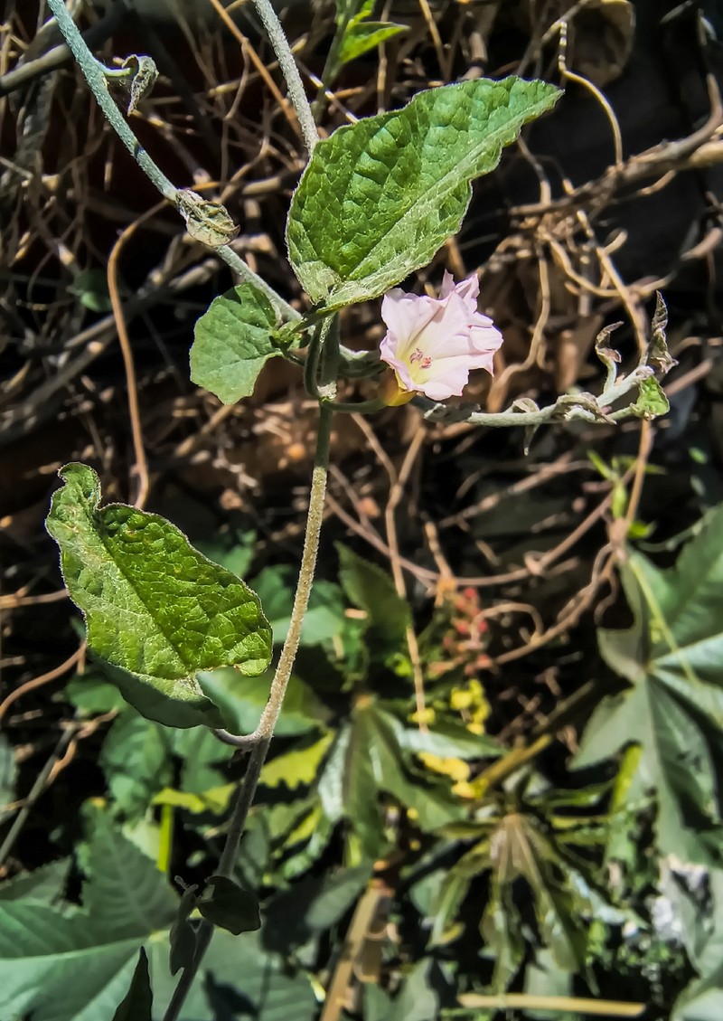 Convolvulus crenatifolius subsp. crenatifolius photo 3