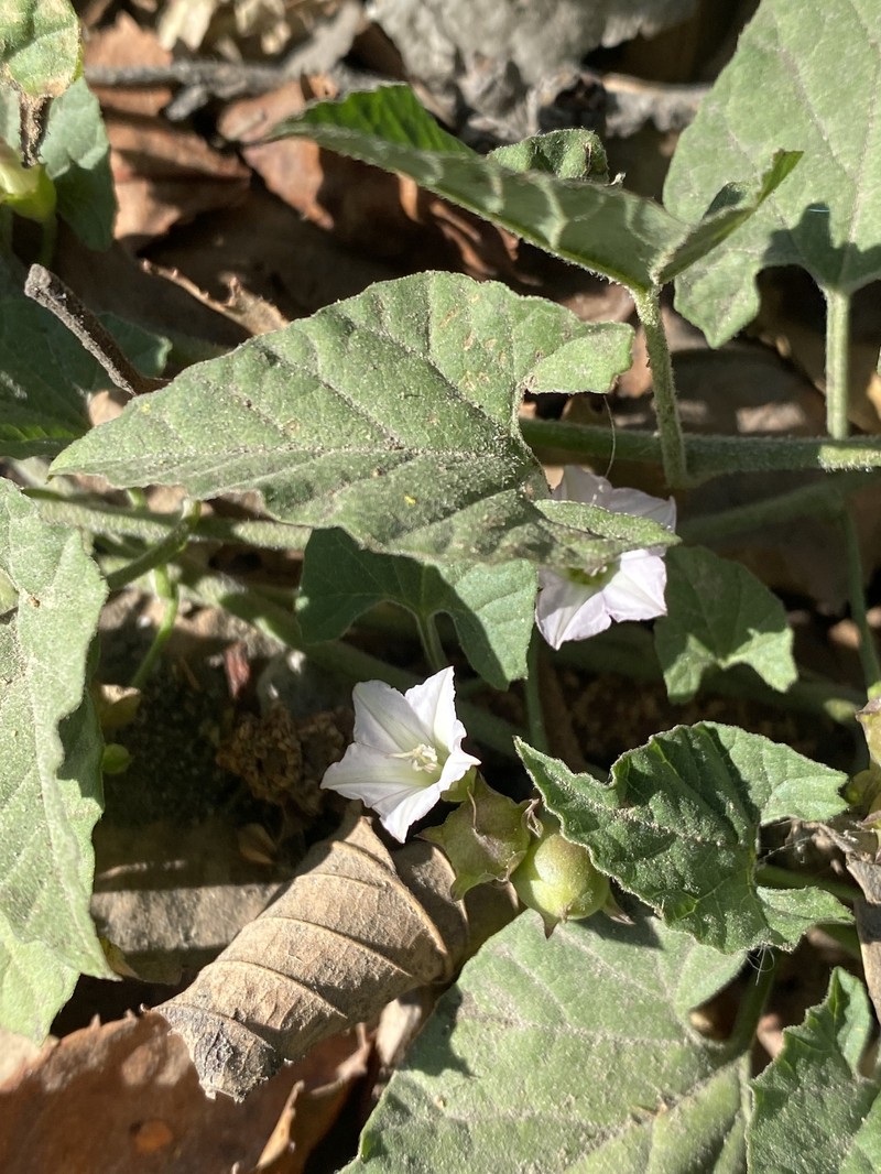 Convolvulus crenatifolius subsp. crenatifolius photo 4