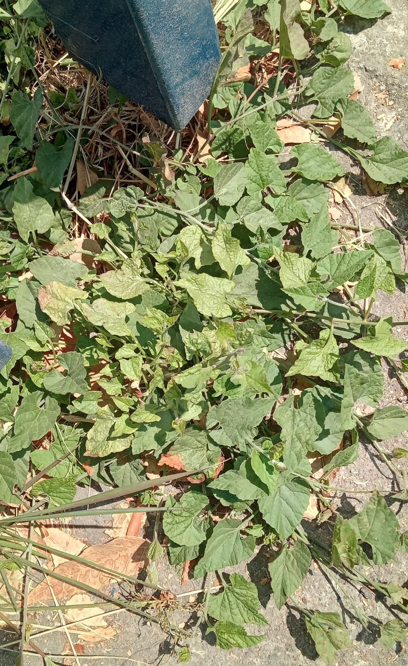 Convolvulus crenatifolius subsp. crenatifolius photo 5
