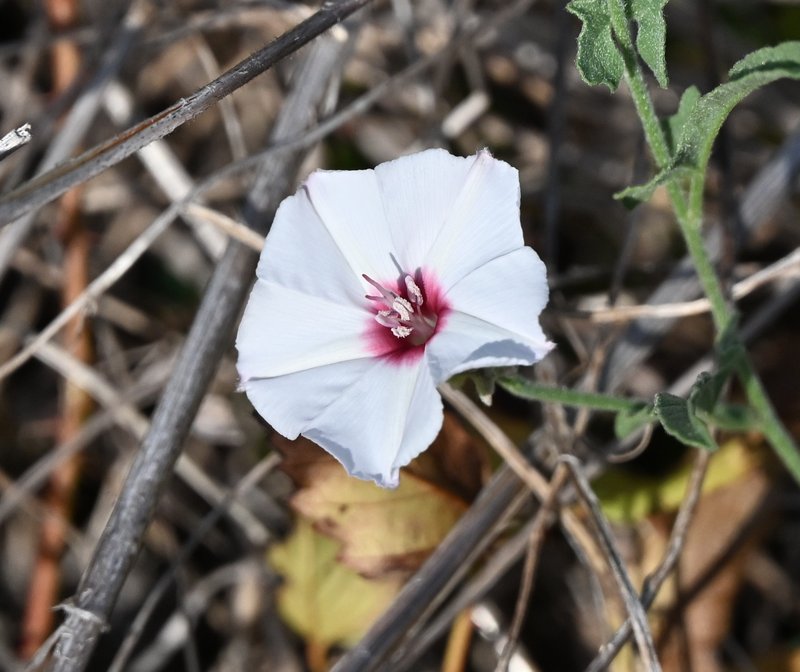 Texas Bindweed