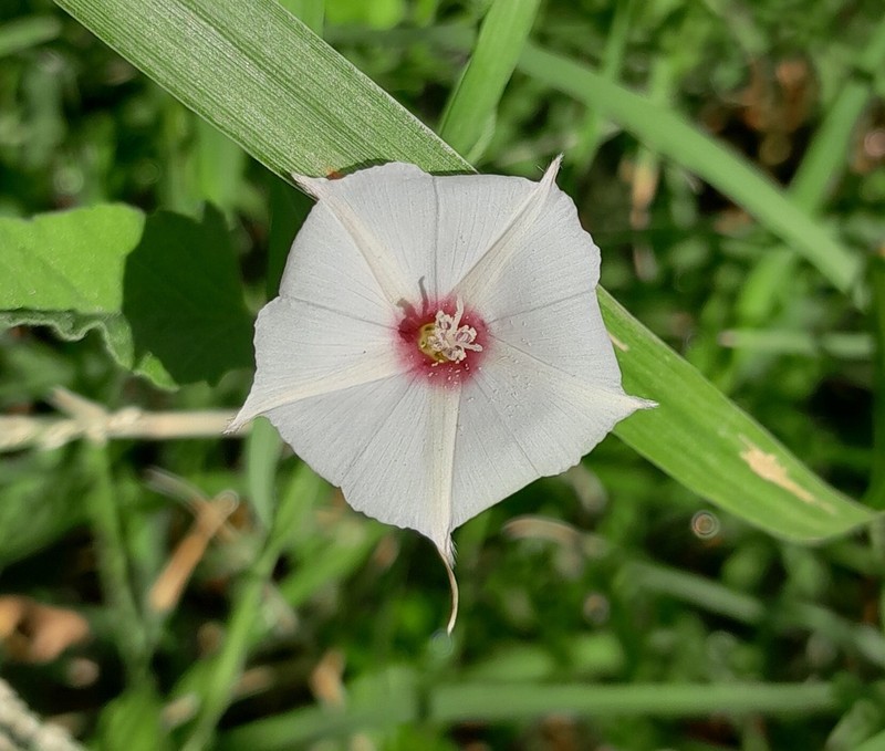 Texas Bindweed photo 2