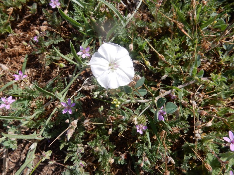 Texas Bindweed photo 3