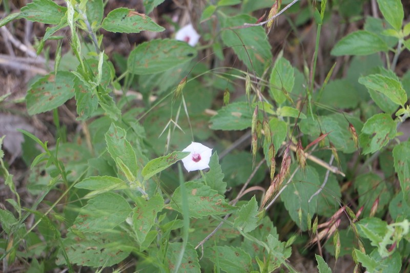 Texas Bindweed photo 4
