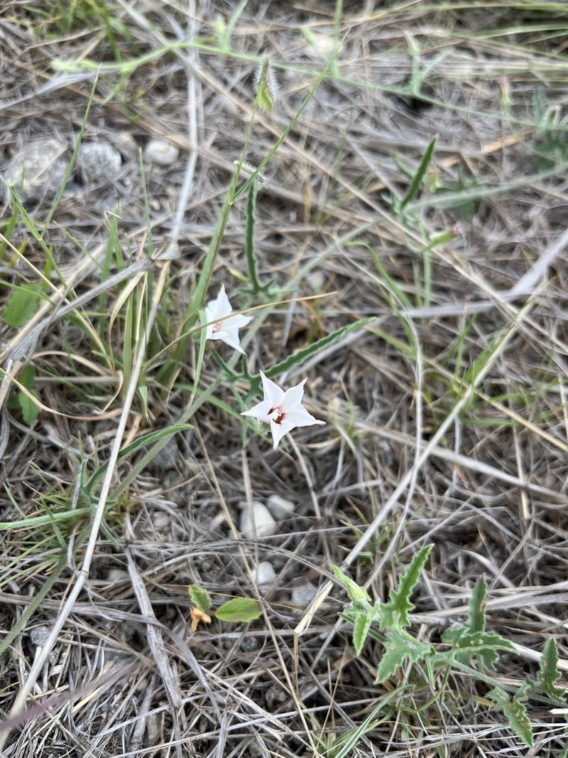 Texas Bindweed photo 5