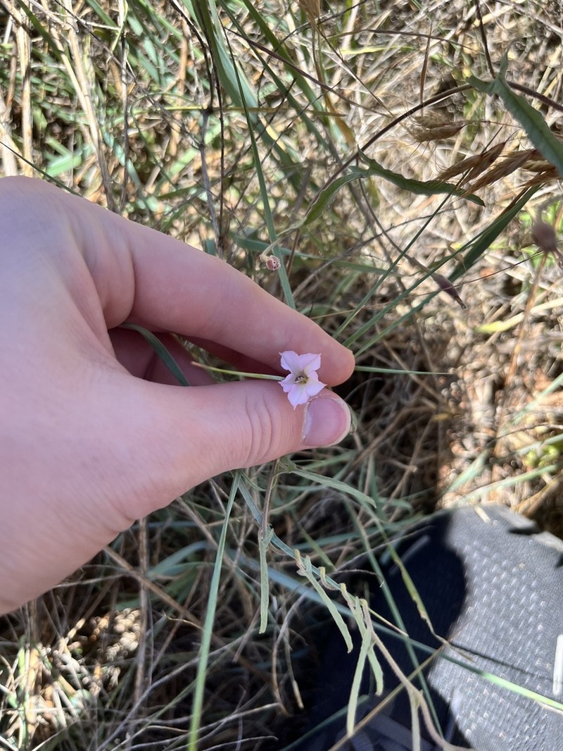 Texas Bindweed photo 6