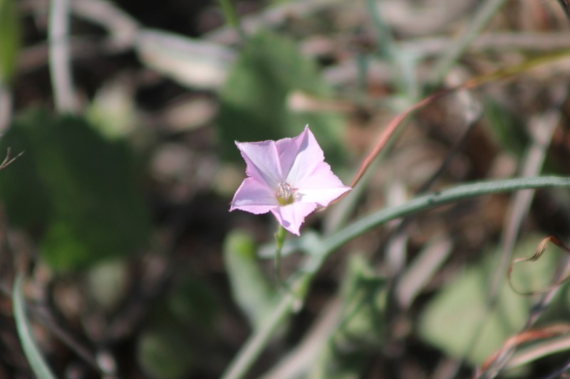 Texas Bindweed photo 7