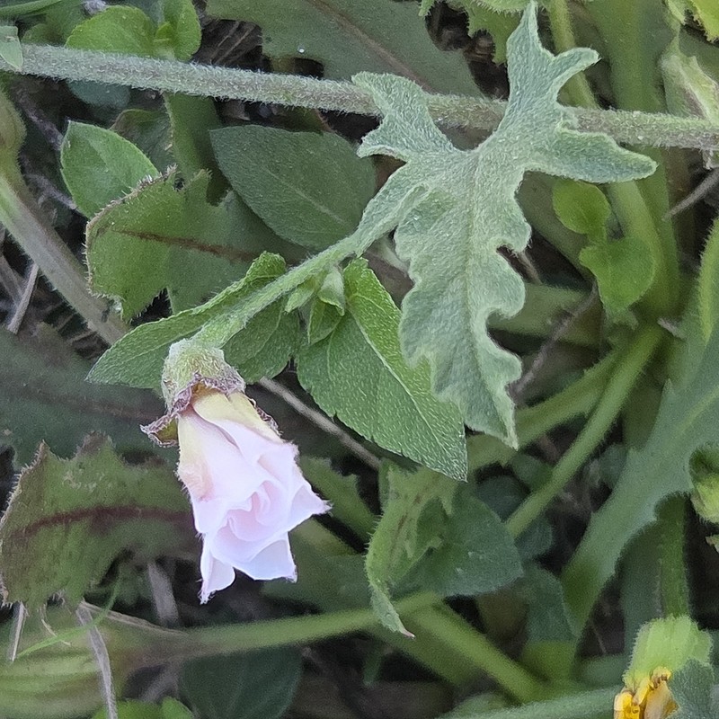 Texas Bindweed photo 8